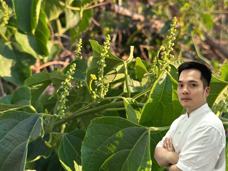 Sacha inchi: Hoạt chất, Công dụng, Liều dùng, Lưu ý 8 Hoa cây Sacha inchi