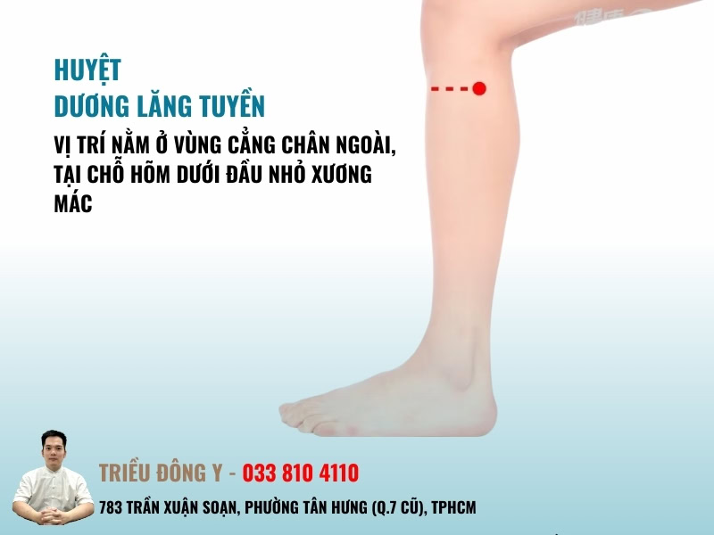 Huyệt Dương Lăng Tuyền 3 Xác định vị trí huyệt dương lăng tuyền