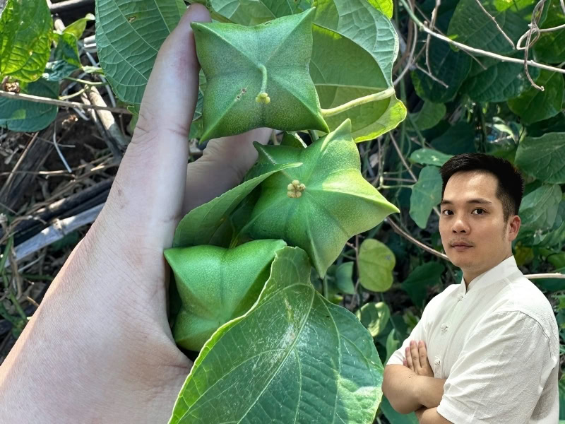 Sacha inchi: Hoạt chất, Công dụng, Liều dùng, Lưu ý 9 Quả (trái) cây Sacha inchi