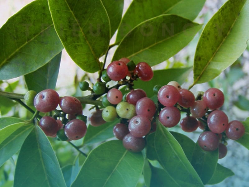 Quả cây Bưởi Bung (Cơm Rượu): Kháng Sinh Tự Nhiên Từ Cây Thuốc Nam Quý Giá