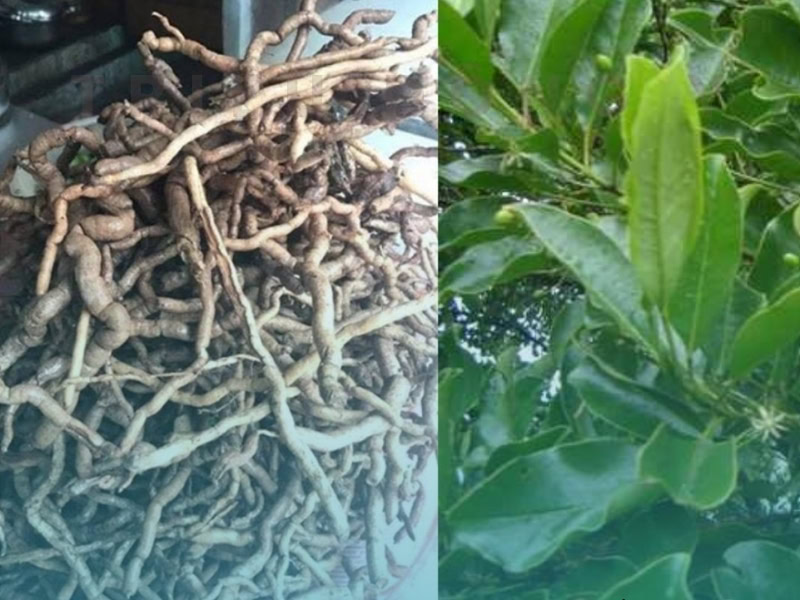 Rễ Quả cây Bưởi Bung (Cơm Rượu): Kháng Sinh Tự Nhiên Từ Cây Thuốc Nam Quý Giá