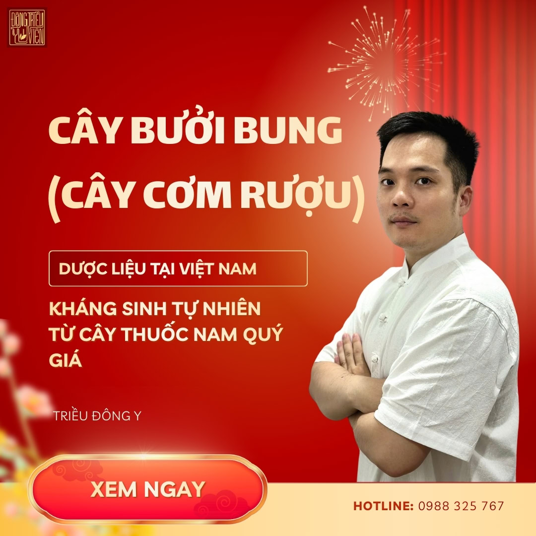Cây bưởi bung (cơm rượu) là vị thuốc quý giúp kích thích hệ tiêu hóa, trị viêm loét dạ dày và phong thấp. Xem ngay công dụng, liều dùng và dược tính.