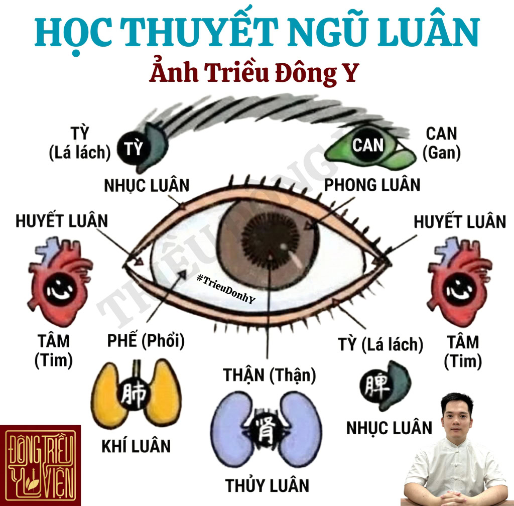Học thuyết Ngũ Luân trong nhãn khoa Đông y. Phương pháp biện chứng qua nhục luân, phong luân, thủy luân giúp đánh giá tình trạng tạng phủ