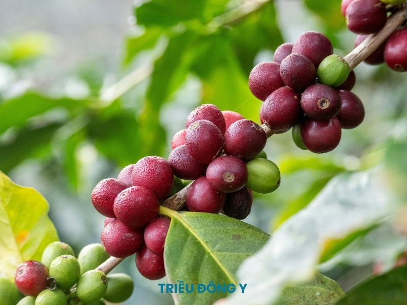 Vị Thuốc Cà Phê 5 Quả Cà Phê Chí: Hướng dẫn sử dụng vị thuốc Cà phê chuẩn y khoa. Chi tiết về dược tính của Caffeine, liều dùng tối ưu và tác động đến hệ thần kinh trung ương bạn cần biết